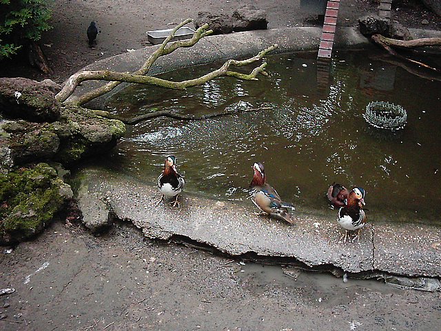 De mooie eenden van Avifauna